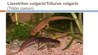 Lissotriton vulgaris/Triturus vulgaris
(Tritón común)
 