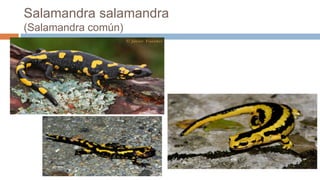 Salamandra salamandra
(Salamandra común)
 