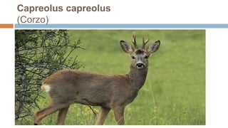 Capreolus capreolus
(Corzo)
 