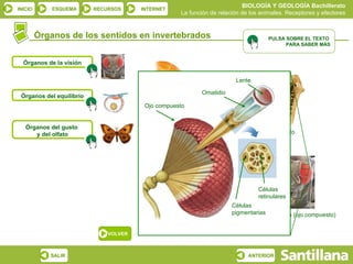 BIOLOGÍA Y GEOLOGÍA Bachillerato
INICIO       ESQUEMA      RECURSOS     INTERNET
                                                    La función de relación de los animales. Receptores y efectores


         Órganos de los sentidos en invertebrados                                    PULSA SOBRE EL TEXTO
                                                                                           PARA SABER MÁS


  Órganos de la visión

                                                                        Lente

                                                           Omatidio
 Órganos del equilibrio
                                        Ojo compuesto


   Órganos del gusto
      y del olfato                          Cnidarios                              Platelminto




                                                                                 Células
                                                                                 retinulares
                                                                       Células
                                           Gasterópodo                 pigmentariasArtrópodo (ojo compuesto)


                              VOLVER



            SALIR                                                            ANTERIOR
 