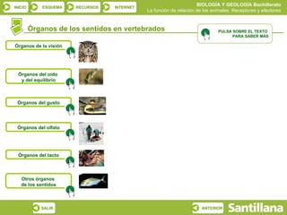 BIOLOGÍA Y GEOLOGÍA Bachillerato
INICIO       ESQUEMA   RECURSOS   INTERNET
                                             La función de relación de los animales. Receptores y efectores


         Órganos de los sentidos en vertebrados                              PULSA SOBRE EL TEXTO
                                                                                   PARA SABER MÁS

Órganos de la visión




  Órganos del oído
   y del equilibrio



 Órganos del gusto




 Órganos del olfato




  Órganos del tacto



   Otros órganos
   de los sentidos



            SALIR                                                     ANTERIOR
 