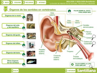 BIOLOGÍA Y GEOLOGÍA Bachillerato
INICIO       ESQUEMA   RECURSOS   INTERNET
                                             La función de relación de los animales. Receptores y efectores


         Órganos de los sentidos en vertebrados                               PULSA SOBRE EL TEXTO
                                                                                    PARA SABER MÁS
                                              Oído
Órganos de la visión                         externo


                                                                    Oído        Oído
                                                                    medio      interno
  Órganos del oído                                                                          Canales
   y del equilibrio                                                                         semicirculares

                                                                                                Nervio
                                                                                                auditivo
 Órganos del gusto
                                                                                                Caracol

                                                                                             Cadena de
 Órganos del olfato                                                                          huesecillos


                                  Pabellón
                                  auditivo                          Tímpano
  Órganos del tacto
                                  externo
                                                  Conducto
                                                                             Trompa
                                                  auditivo
                                                                             de Eustaquio
                                                  externo
   Otros órganos
   de los sentidos
                                                                                 PULSA SOBRE LA LUPA
                                                                                 PARA AMPLIAR


            SALIR                                                     ANTERIOR
 