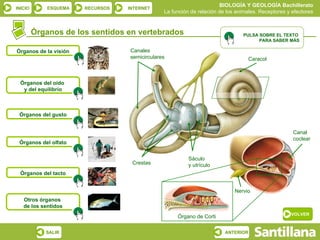 BIOLOGÍA Y GEOLOGÍA Bachillerato
INICIO       ESQUEMA   RECURSOS   INTERNET
                                               La función de relación de los animales. Receptores y efectores


         Órganos de los sentidos en vertebrados                                PULSA SOBRE EL TEXTO
                                                                                     PARA SABER MÁS

Órganos de la visión              Canales
                                  semicirculares                                   Caracol



  Órganos del oído
   y del equilibrio



 Órganos del gusto


                                                                                                    Canal
                                                                                                    coclear
 Órganos del olfato


                                                         Sáculo
                                   Crestas               y utrículo
  Órganos del tacto


                                                                            Nervio
   Otros órganos
   de los sentidos
                                                                                                   VOLVER
                                                    Órgano de Corti

            SALIR                                                       ANTERIOR
 