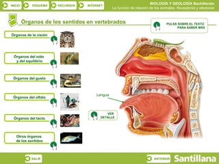 BIOLOGÍA Y GEOLOGÍA Bachillerato
INICIO       ESQUEMA   RECURSOS   INTERNET
                                               La función de relación de los animales. Receptores y efectores


         Órganos de los sentidos en vertebrados                                PULSA SOBRE EL TEXTO
                                                                                     PARA SABER MÁS

Órganos de la visión




  Órganos del oído
   y del equilibrio



 Órganos del gusto



                                      Lengua
 Órganos del olfato



                                           VER
  Órganos del tacto                     DETALLE




   Otros órganos
   de los sentidos



            SALIR                                                       ANTERIOR
 