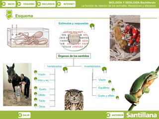 BIOLOGÍA Y GEOLOGÍA Bachillerato
INICIO      ESQUEMA       RECURSOS            INTERNET
                                                           La función de relación de los animales. Receptores y efectores


         Esquema
                                          Estímulos y respuestas




                                          Órganos de los sentidos


                                Vertebrados                  Invertebrados


                       Visión

                      Oído y equilibrio                                  Visión


                                                                         Equilibrio
                       Gusto

                       Olfato                                           Gusto y olfato
                       Tacto

                       Otros


           SALIR                                                                      ANTERIOR
 