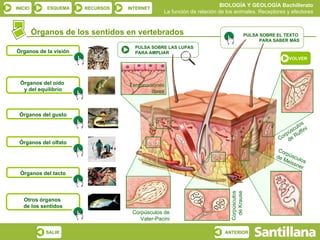 BIOLOGÍA Y GEOLOGÍA Bachillerato
INICIO       ESQUEMA   RECURSOS   INTERNET
                                               La función de relación de los animales. Receptores y efectores


         Órganos de los sentidos en vertebrados                                         PULSA SOBRE EL TEXTO
                                                                                              PARA SABER MÁS
                                    PULSA SOBRE LAS LUPAS
Órganos de la visión                PARA AMPLIAR
                                                                                                         VOLVER




  Órganos del oído                Terminaciones
   y del equilibrio                       libres



 Órganos del gusto

                                                                                                             los
                                                                                                          cu fini
                                                                                                        ús uf
                                                                                                     orp e R
                                                                                                    C d
 Órganos del olfato
                                                                                                    Co
                                                                                                       rp
                                                                                                   de úscu
                                                                                                     Me       l
                                                                                                          issn os
                                                                                                              er
  Órganos del tacto




                                                                          Corpúsculos
                                                                           de Krause
   Otros órganos
   de los sentidos
                                   Corpúsculos de
                                      Vater-Pacini

            SALIR                                                       ANTERIOR
 
