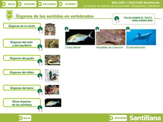 BIOLOGÍA Y GEOLOGÍA Bachillerato
INICIO       ESQUEMA   RECURSOS   INTERNET
                                                  La función de relación de los animales. Receptores y efectores


         Órganos de los sentidos en vertebrados                                     PULSA SOBRE EL TEXTO
                                                                                          PARA SABER MÁS

Órganos de la visión




  Órganos del oído
   y del equilibrio
                                  Línea lateral             Ampollas de Lorenzini    Ecolocalización



 Órganos del gusto




 Órganos del olfato




  Órganos del tacto



   Otros órganos
   de los sentidos



            SALIR                                                          ANTERIOR
 