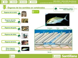 BIOLOGÍA Y GEOLOGÍA Bachillerato
INICIO       ESQUEMA   RECURSOS   INTERNET
                                               La función de relación de los animales. Receptores y efectores


         Órganos de los sentidos en vertebrados                                   PULSA SOBRE EL TEXTO
                                                                                        PARA SABER MÁS
                                      VOLVER
Órganos de la visión




  Órganos del oído
   y del equilibrio



 Órganos del gusto                                         Escama          Poro        Canal



 Órganos del olfato




  Órganos del tacto



   Otros órganos
   de los sentidos
                                                            Nervio


            SALIR                                                       ANTERIOR
 