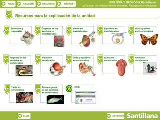 BIOLOGÍA Y GEOLOGÍA Bachillerato
INICIO          ESQUEMA   RECURSOS          INTERNET
                                                          La función de relación de los animales. Receptores y efectores


         Recursos para la explicación de la unidad


  Estímulos y             Órganos de los          Visión en                 Equilibrio en             Gusto y olfato
  respuestas              sentidos en             invertebrados             invertebrados             en invertebrados
                          invertebrados




  Órganos de los          Visión en               Oído y equilibrio         Gusto en                  Olfato en
  sentidos en             vertebrados             en vertebrados            vertebrados               vertebrados
  vertebrados




   Tacto en               Otros órganos            WEB
   vertebrados            de los sentidos
                          en vertebrados




            SALIR                                                                  ANTERIOR
 