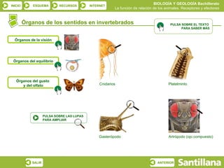 BIOLOGÍA Y GEOLOGÍA Bachillerato
INICIO       ESQUEMA        RECURSOS        INTERNET
                                                         La función de relación de los animales. Receptores y efectores


         Órganos de los sentidos en invertebrados                                        PULSA SOBRE EL TEXTO
                                                                                               PARA SABER MÁS


  Órganos de la visión




 Órganos del equilibrio




   Órganos del gusto
      y del olfato                               Cnidarios                              Platelminto




                    PULSA SOBRE LAS LUPAS
                    PARA AMPLIAR




                                                Gasterópodo                             Artrópodo (ojo compuesto)




            SALIR                                                                 ANTERIOR
 