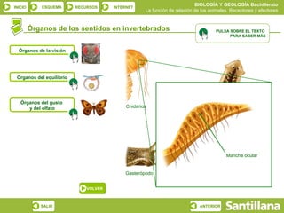 BIOLOGÍA Y GEOLOGÍA Bachillerato
INICIO       ESQUEMA      RECURSOS     INTERNET
                                                    La función de relación de los animales. Receptores y efectores


         Órganos de los sentidos en invertebrados                                   PULSA SOBRE EL TEXTO
                                                                                          PARA SABER MÁS


  Órganos de la visión




 Órganos del equilibrio




   Órganos del gusto
      y del olfato                          Cnidarios                              Platelminto




                                                                                         Mancha ocular


                                           Gasterópodo                             Artrópodo (ojo compuesto)


                              VOLVER



            SALIR                                                            ANTERIOR
 