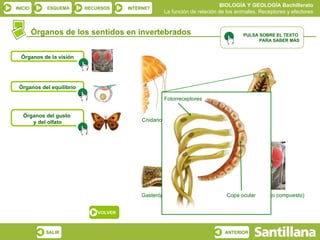 BIOLOGÍA Y GEOLOGÍA Bachillerato
INICIO       ESQUEMA      RECURSOS     INTERNET
                                                    La función de relación de los animales. Receptores y efectores


         Órganos de los sentidos en invertebrados                                   PULSA SOBRE EL TEXTO
                                                                                          PARA SABER MÁS


  Órganos de la visión




 Órganos del equilibrio

                                                    Fotorreceptores


   Órganos del gusto
      y del olfato                          Cnidarios                              Platelminto




                                           Gasterópodo                        Copa Artrópodo (ojo compuesto)
                                                                                   ocular


                              VOLVER



            SALIR                                                            ANTERIOR
 
