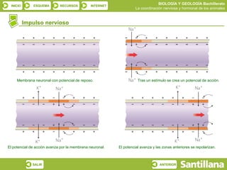 BIOLOGÍA Y GEOLOGÍA Bachillerato
 INICIO       ESQUEMA        RECURSOS          INTERNET
                                                                    La coordinación nerviosa y hormonal de los animales


          Impulso nervioso




     Membrana neuronal con potencial de reposo.                      Tras un estímulo se crea un potencial de acción.




El potencial de acción avanza por la membrana neuronal.   El potencial avanza y las zonas anteriores se repolarizan.



              SALIR                                                               ANTERIOR
 