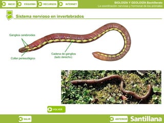 BIOLOGÍA Y GEOLOGÍA Bachillerato
INICIO       ESQUEMA     RECURSOS      INTERNET
                                                  La coordinación nerviosa y hormonal de los animales


         Sistema nervioso en invertebrados



 Ganglios cerebroides




                             Cadena de gánglios
  Collar periesofágico         (lado derecho)




                              VOLVER



            SALIR                                              ANTERIOR
 