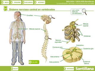BIOLOGÍA Y GEOLOGÍA Bachillerato
INICIO       ESQUEMA   RECURSOS        INTERNET
                                                            La coordinación nerviosa y hormonal de los animales


         Sistema nervioso central en vertebrados                                LAS LUPAS
                                                                                AMPLÍAN
                                                                                LAS IMÁGENES
                        Encéfalo




                                                                                               Médula
                                                                                               espinal

                           Médula espinal



                                                                                                 Vértebras

                                                          Nervios
                                                         espinales

                                                                                      Epéndimo
                                                      Comisura gris
                                                                                                Sustancia gris




                                                   Asta anterior


                              VOLVER              Asta posterior                               Sustancia
                                                                                                blanca


            SALIR                                                        ANTERIOR
 