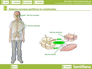 BIOLOGÍA Y GEOLOGÍA Bachillerato
INICIO       ESQUEMA   RECURSOS       INTERNET
                                                              La coordinación nerviosa y hormonal de los animales


         Sistema nervioso periférico en vertebrados

                         Nervios craneales




                          Nervios espinales



                                                       Nervios sensitivos




                                                              información




                                                 Nervios motores




            SALIR                                                           ANTERIOR
 