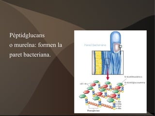 Monosacàrids  Esquelet carbonat amb grups alcohol i un grup cetona o aldehid.  