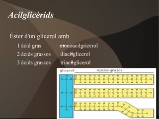 Projecció de Fischer 