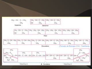 Pentoses: D-ribosa,  2-desoxiribosa i D-ribulosa 