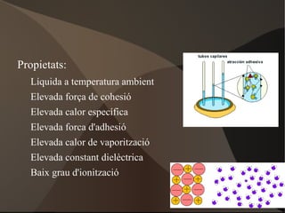 B. Bioelements secundaris < 4,5% massa total 