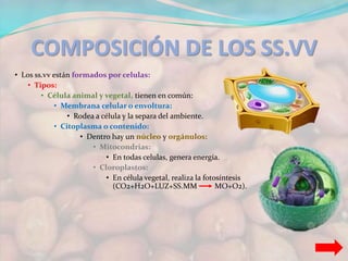 COMPOSICIÓN DE LOS SS.VV 
• Los ss.vv están formados por celulas: 
• Tipos: 
• Célula animal y vegetal, tienen en común: 
• Membrana celular o envoltura: 
• Rodea a célula y la separa del ambiente. 
• Citoplasma o contenido: 
• Dentro hay un núcleo y orgánulos: 
• Mitocondrias: 
• En todas celulas, genera energía. 
• Cloroplastos: 
• En célula vegetal, realiza la fotosíntesis 
(CO2+H2O+LUZ+SS.MM MO+O2). 
 