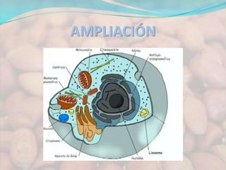 AMPLIACIÓN 
 