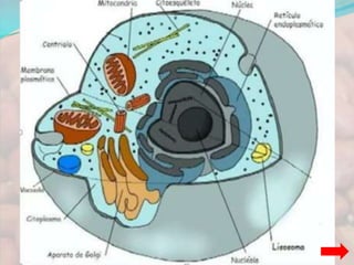 LA NUTRICIÓN DE LOS ANIMALES