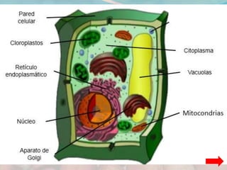 LA NUTRICIÓN DE LOS ANIMALES