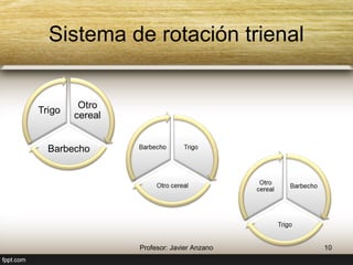 Sistema de rotación trienal 
Otro 
cereal 
Trigo 
Barbecho 
Trigo 
Barbecho 
Otro cereal 
10 Profesor: Javier Anzano 
Barbecho 
Trigo 
Otro 
cereal 
 