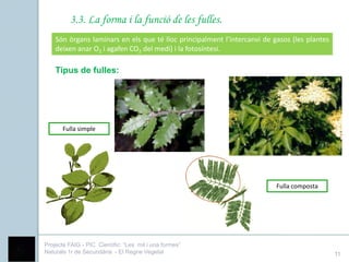 3.3. La forma i la funció de les fulles.
    Són òrgans laminars en els que té lloc principalment l’intercanvi de gasos (les plantes
    deixen anar O2 i agafen CO2 del medi) i la fotosíntesi.

    Tipus de fulles:




       Fulla simple




                                                                          Fulla composta




Projecte FAIG - PIC Científic: “Les mil i una formes”
Naturals 1r de Secundària - El Regne Vegetal                                                  11
 