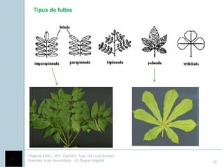 Tipus de fulles
   compostes:




Projecte FAIG - PIC Científic: “Les mil i una formes”
Naturals 1r de Secundària - El Regne Vegetal            12
 