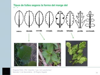 Tipus de fulles segons la forma del marge del
 limbe:




Projecte FAIG - PIC Científic: “Les mil i una formes”
Naturals 1r de Secundària - El Regne Vegetal            14
 