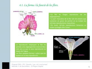 4.1. La forma i la funció de les flors.

                                                        • La flor és l’òrgan reproductor de les
                                                        angiospermes.
                                                        • La part masculina de la flor són els estams que
                                                        contenen els grans de pol·len on es troben les
                                                        cèl·lules reproductores masculines.
                                                        • Els òvuls, cèl·lula reproductora femenina es
                                                        troben protegits dins l’ovari.




      La reproducció mitjançant la flor ha
      permès a les angiospermes viure en llocs
      més secs ja que la seva reproducció no
      depèn de l’aigua.
      Les flors adopten formes i colors que els
      ajuden en la seva reproducció.




Projecte FAIG - PIC Científic: “Les mil i una formes”
Naturals 1r de Secundària - El Regne Vegetal                                                                16
 