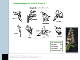 Tipus de flors segons la forma de la corol·la




                                                        Les flors moltes
                                                        vegades       es
                                                        presenten
                                                        agrupades en
                                                        inflorescències.


Projecte FAIG - PIC Científic: “Les mil i una formes”
Naturals 1r de Secundària - El Regne Vegetal                               17
 
