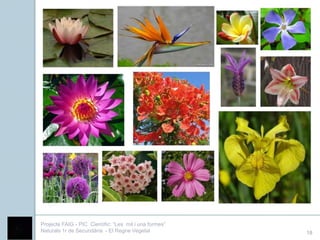 Projecte FAIG - PIC Científic: “Les mil i una formes”
Naturals 1r de Secundària - El Regne Vegetal            18
 