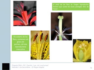 El pistil de les flors és l’òrgan reproductor
                                                        femení que conté els òvuls protegits dins de
                                                        l’ovari




  Els estams de les
 flors, contenen els
       grans de
   pol·len, cèl·lula
    reproductora
      masculina




Projecte FAIG - PIC Científic: “Les mil i una formes”
Naturals 1r de Secundària - El Regne Vegetal                                                            19
 
