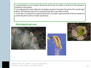 • La pol·linització: és el transport del gra de pol·len des de l’estam al pistil de la flor perquè es
     produeixi la fecundació.
     • Les angiospermes tenen diferents estratègies perquè el transport del pol·len fins al pistil sigui
     efectiu. Normalment el pol·len és transportat pel vent o per altres animals.
     • En les flors on el pol·len és transportat pel vent, els estams sobresurten de la flor per facilitar la
     sortida del pol·len amb un simple cop de brisa.




      Pol·linització pel vent:




Projecte FAIG - PIC Científic: “Les mil i una formes”
Naturals 1r de Secundària - El Regne Vegetal                                                                    20
 