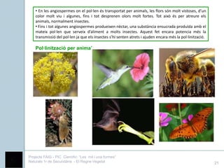 • En les angiospermes on el pol·len és transportat per animals, les flors són molt vistoses, d’un
    color molt viu i algunes, fins i tot desprenen olors molt fortes. Tot això és per atreure els
    animals, normalment insectes.
    • Fins i tot algunes angiospermes produeixen nèctar, una substància ensucrada produïda amb el
    mateix pol·len que serveix d’aliment a molts insectes. Aquest fet encara potencia més la
    transmissió del pol·len ja que els insectes s’hi senten atrets i ajuden encara més la pol·linització.

    Pol·linització per animals




Projecte FAIG - PIC Científic: “Les mil i una formes”
Naturals 1r de Secundària - El Regne Vegetal                                                                21
 