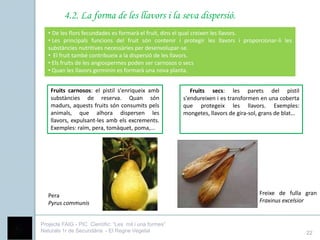 4.2. La forma de les llavors i la seva dispersió.
   • De les flors fecundades es formarà el fruit, dins el qual creixen les llavors.
   • Les principals funcions del fruit són contenir i protegir les llavors i proporcionar-li les
   substàncies nutritives necessàries per desenvolupar-se.
   • El fruit també contribueix a la dispersió de les llavors.
   • Els fruits de les angiospermes poden ser carnosos o secs
   • Quan les llavors germinin es formarà una nova planta.


    Fruits carnosos: el pistil s'enriqueix amb             Fruits secs: les parets del pistil
    substàncies de reserva. Quan són                    s'endureixen i es transformen en una coberta
    madurs, aquests fruits són consumits pels           que protegeix les llavors. Exemples:
    animals, que alhora dispersen les                   mongetes, llavors de gira-sol, grans de blat…
    llavors, expulsant-les amb els excrements.
    Exemples: raïm, pera, tomàquet, poma,...




   Pera                                                                              Freixe de fulla gran
   Pyrus communis                                                                    Fraxinus excelsior


Projecte FAIG - PIC Científic: “Les mil i una formes”
Naturals 1r de Secundària - El Regne Vegetal                                                            22
 
