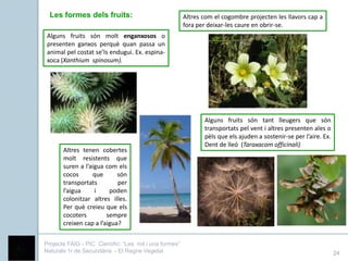 Les formes dels fruits:                               Altres com el cogombre projecten les llavors cap a
                                                        fora per deixar-les caure en obrir-se.
 Alguns fruits són molt enganxosos o
 presenten ganxos perquè quan passa un
 animal pel costat se’ls endugui. Ex. espina-
 xoca (Xanthium spinosum).




                                                               Alguns fruits són tant lleugers que són
                                                               transportats pel vent i altres presenten ales o
                                                               pèls que els ajuden a sostenir-se per l’aire. Ex.
                                                               Dent de lleó (Taraxacom officinali)
       Altres tenen cobertes
       molt resistents que
       suren a l’aigua com els
       cocos      que       són
       transportats         per
       l’aigua     i     poden
       colonitzar altres illes.
       Per què creieu que els
       cocoters         sempre
       creixen cap a l’aigua?


Projecte FAIG - PIC Científic: “Les mil i una formes”
Naturals 1r de Secundària - El Regne Vegetal                                                                       24
 