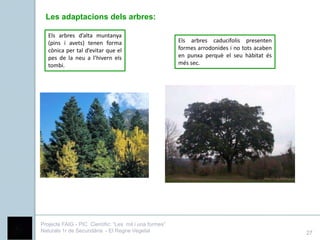Les adaptacions dels arbres:

   Els arbres d’alta muntanya
   (pins i avets) tenen forma                           Els arbres caducifolis presenten
   cònica per tal d’evitar que el                       formes arrodonides i no tots acaben
   pes de la neu a l’hivern els                         en punxa perquè el seu hàbitat és
   tombi.                                               més sec.




Projecte FAIG - PIC Científic: “Les mil i una formes”
Naturals 1r de Secundària - El Regne Vegetal                                                  27
 