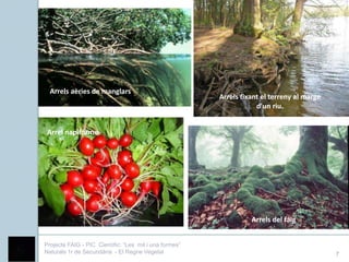 Arrels aèries de manglars
                                                        Arrels fixant el terreny al marge
                                                                    d'un riu.


 Arrel napiforme




                                                                  Arrels del faig


Projecte FAIG - PIC Científic: “Les mil i una formes”
Naturals 1r de Secundària - El Regne Vegetal                                                7
 