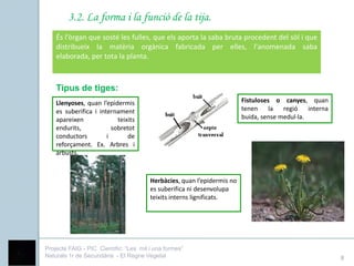3.2. La forma i la funció de la tija.
    És l'òrgan que sosté les fulles, que els aporta la saba bruta procedent del sòl i que
    distribueix la matèria orgànica fabricada per elles, l'anomenada saba
    elaborada, per tota la planta.



    Tipus de tiges:
    Llenyoses, quan l’epidermis                                          Fistuloses o canyes, quan
    es suberifica i internament                                          tenen     la  regió    interna
    apareixen              teixits                                       buida, sense medul·la.
    endurits,            sobretot
    conductors         i       de
    reforçament. Ex. Arbres i
    arbusts.



                                        Herbàcies, quan l’epidermis no
                                        es suberifica ni desenvolupa
                                        teixits interns lignificats.




Projecte FAIG - PIC Científic: “Les mil i una formes”
Naturals 1r de Secundària - El Regne Vegetal                                                              8
 
