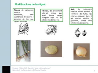 Modificacions de les tiges:

  Rizoma, de creixement                                            Bulb,     de    creixement
                                        Tubercle, de creixement    soterrat, forma esfèrica i
  soterrat               i              soterrat, encara que
  horitzontal,       amb                                           envoltada de fulles, les
                                        tenen     forma    menys   externes seques i dures i
  substàncies de reserva i              allargada. Molt rics en
  gemmes de les que                                                les internes tendres i
                                        substàncies de reserva.    gruixudes, també amb
  neixen branques.
                                                                   substàncies de reserva.




Projecte FAIG - PIC Científic: “Les mil i una formes”
Naturals 1r de Secundària - El Regne Vegetal                                                    9
 