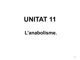 UNITAT 11
L’anabolisme.



                1
 