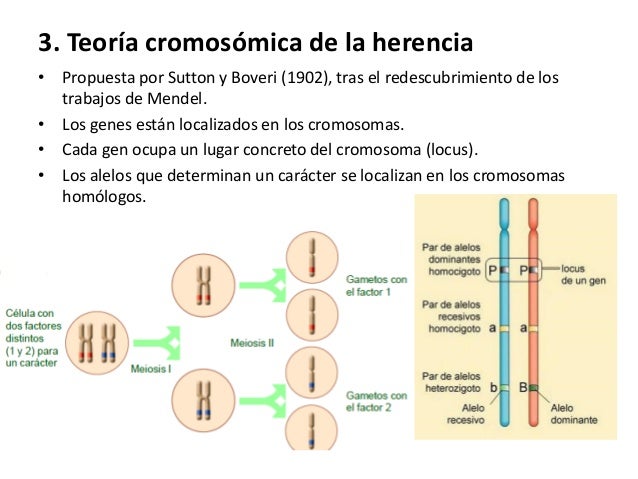 Ud 12. genética mendeliana