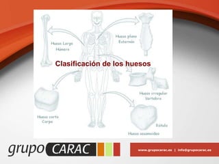 www.grupocarac.es | info@grupocarac.es
Clasificación de los huesos
 
