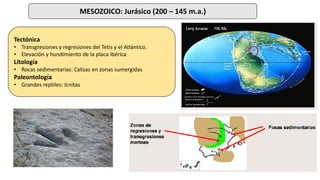 MESOZOICO: Jurásico (200 – 145 m.a.)
Tectónica
• Transgresiones y regresiones del Tetis y el Atlántico.
• Elevación y hundimiento de la placa ibérica
Litología
• Rocas sedimentarias: Calizas en zonas sumergidas
Paleontología
• Grandes reptiles: Icnitas
 