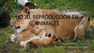 UD 20. REPRODUCCIÓN EN
ANIMALES
Biología y Geología 1º Bachillerato
Marta Gómez Vera
 