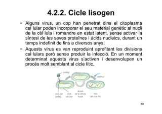 Biologia 2n Batxillerat. UD16. Els microorganismes